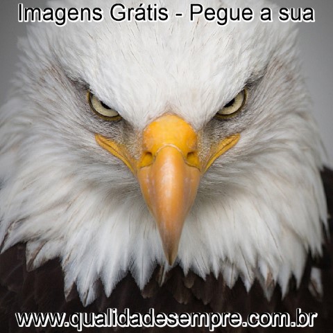 Imagens Grátis - Águia- www.qualidadesempre.com.br