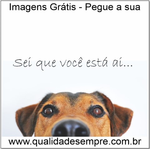 Imagens Grátis - Cachorro - www.qualidadesempre.com.br