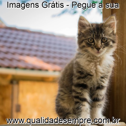 Imagens Grátis - Gatos - www.qualidadesempre.com.br