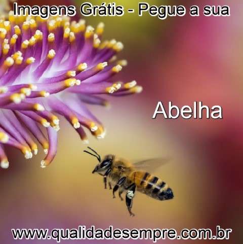 Imagens Grátis - Animais com a Letra "A" - www.qualidadesempre.com.br