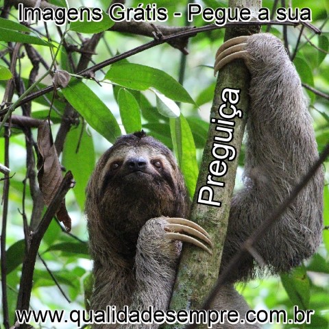 Imagens Grátis - Animais com a Letra "P" - Preguiça - www.qualidadesempre.com.br