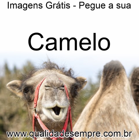 Imagens Grátis - Animais com a Letra "C" - Camelo - www.qualidadesempre.com.br
