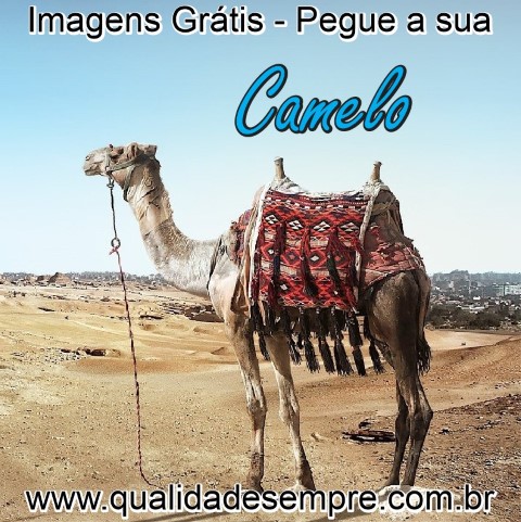 Imagens Grátis - Animais com a Letra "C" - Camelo - www.qualidadesempre.com.br