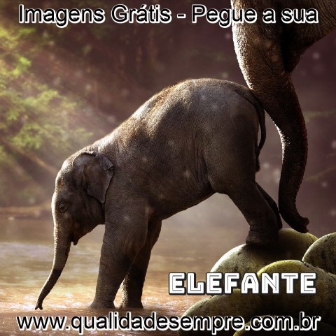 Imagens Grátis - Animais com a Letra "E" - Elefante - www.qualidadesempre.com.br