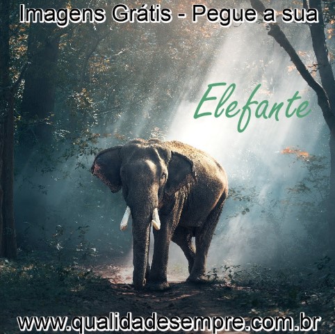 Imagens Grátis - Animais com a Letra "E" - Elefante - www.qualidadesempre.com.br