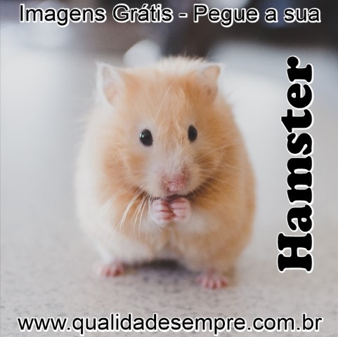 Imagens Grátis - Animais com a Letra "H" - Hamster - www.qualidadesempre.com.br