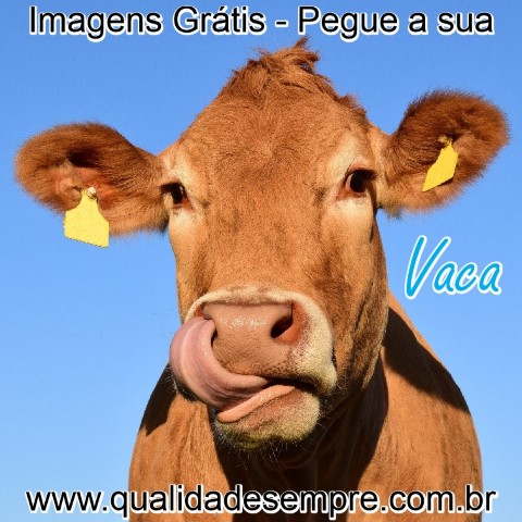 Imagens Grátis - Animais com a Letra "A" - Vaca - www.qualidadesempre.com.br