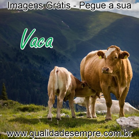 Imagens Grátis - Animais com a Letra "A" - Vaca - www.qualidadesempre.com.br
