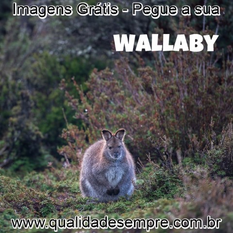 Imagens Grátis - Animais com a Letra "W" - Wallaby - www.qualidadesempre.com.br
