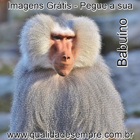 Imagens Grátis - Animais com a Letra "B" - Babuíno - www.qualidadesempre.com.br