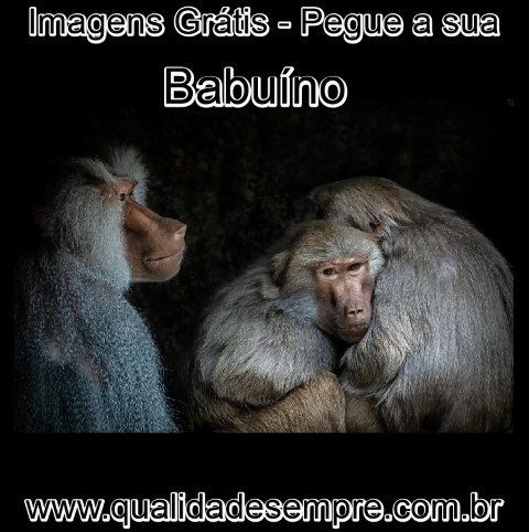 Imagens Grátis - Animais com a Letra "B" - Babuíno - www.qualidadesempre.com.br