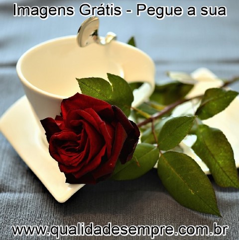 Imagens Grátis - Bom Dia Amiga - www.qualidadesempre.com.br