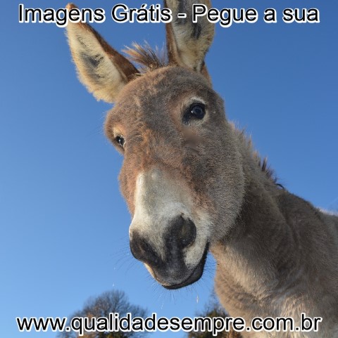 Imagens Grátis - Animais com a Letra "B" - Burro - www.qualidadesempre.com.br
