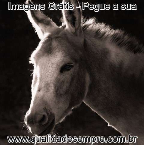 Imagens Grátis - Animais com a Letra "B" - Burro - www.qualidadesempre.com.br