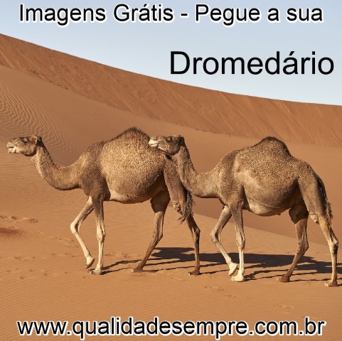 Imagens Grátis - Animais com a Letra "D" Dromedário - www.qualidadesempre.com.br
