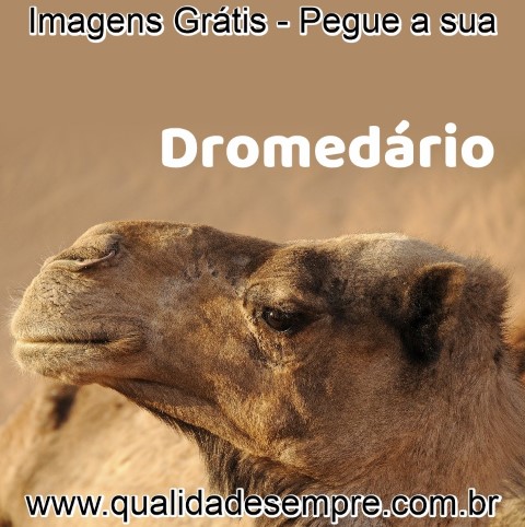 Imagens Grátis - Animais com a Letra "D" Dromedário - www.qualidadesempre.com.br