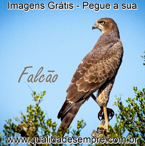 Imagens Grátis - Animais com a Letra "F" - Falcão - www.qualidadesempre.com.br
