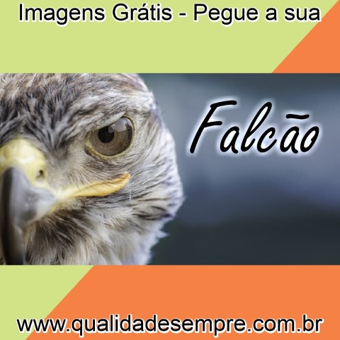 Imagens Grátis - Animais com a Letra "F" - Falcão - www.qualidadesempre.com.br