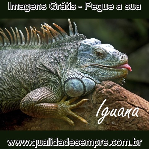 Imagens Grátis - Animais com a Letra "i" - Iguana - www.qualidadesempre.com.br