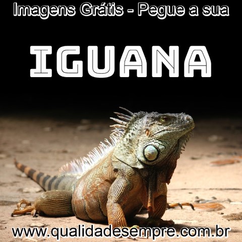 Imagens Grátis - Animais com a Letra "i" - Iguana - www.qualidadesempre.com.br