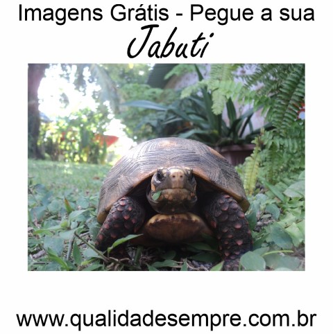 Imagens Grátis - Animais com a Letra "J" - Jabuti - www.qualidadesempre.com.br