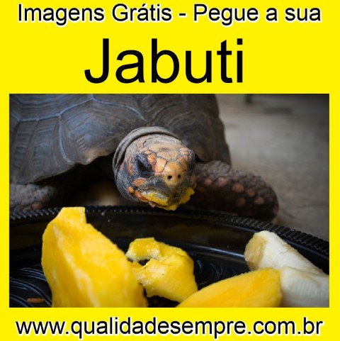Imagens Grátis - Animais com a Letra "J" - Jabuti - www.qualidadesempre.com.br