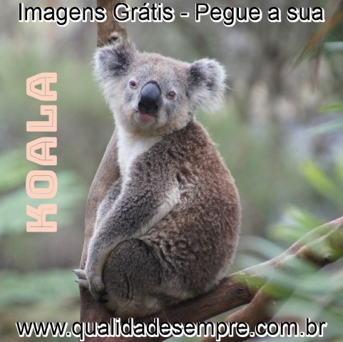 Imagens Grátis - Animais com a Letra "K" - Koala - www.qualidadesempre.com.br