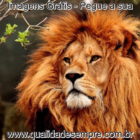 Imagens Grátis - Animais com a Letra "L" - Leão - www.qualidadesempre.com.br