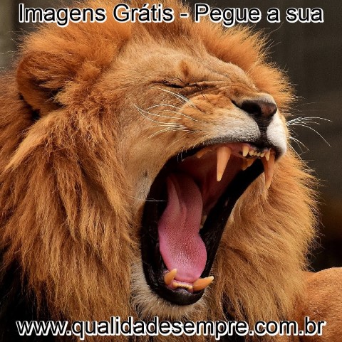 Imagens Grátis - Animais com a Letra "L" - Leão - www.qualidadesempre.com.br