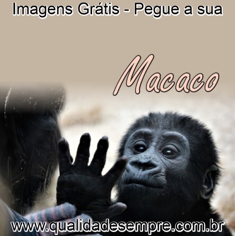 Imagens Grátis - Animais com a Letra "M" - Macaco - www.qualidadesempre.com.br