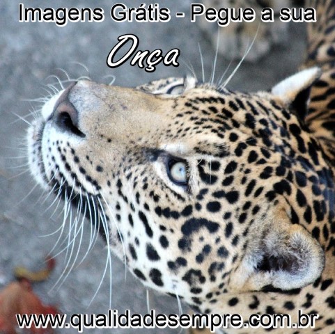 Imagens Grátis - Animais com a Letra "O" - Onça - www.qualidadesempre.com.br