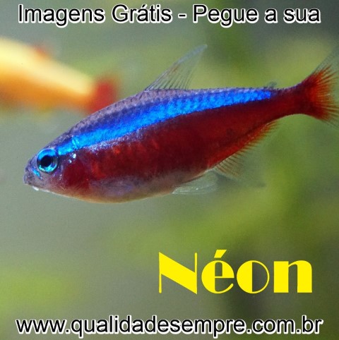 Imagens Grátis - Animais com a Letra "N" - Peixe Néon - www.qualidadesempre.com.br