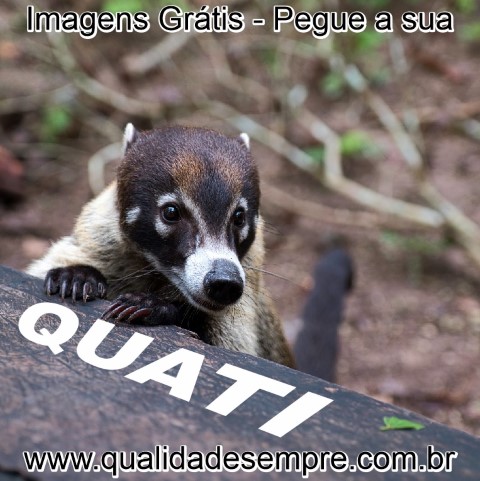 Imagens Grátis - Animais com a Letra "Q" - Quati - www.qualidadesempre.com.br