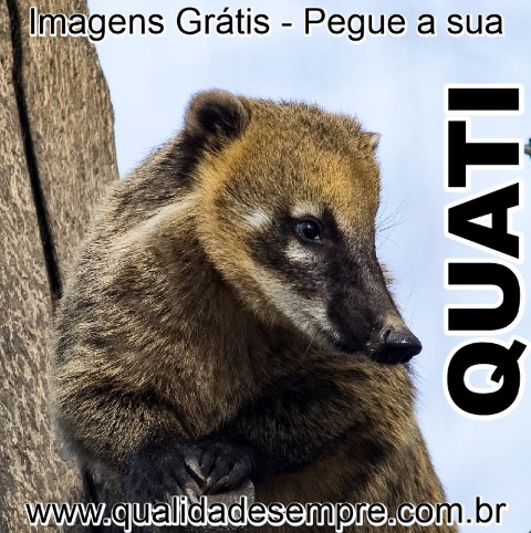 Imagens Grátis - Animais com a Letra "Q" - Quati - www.qualidadesempre.com.br