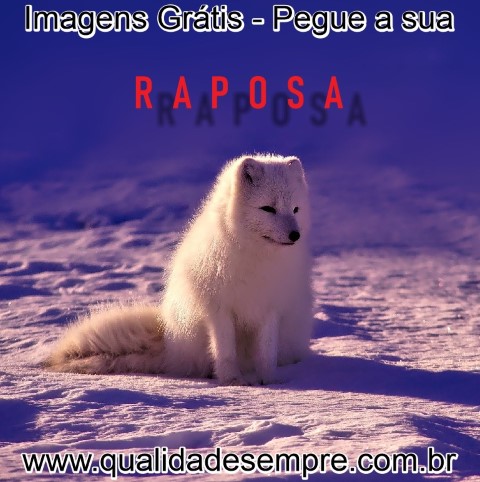 Imagens Grátis - Animais com a Letra "R" - Raposa - www.qualidadesempre.com.br
