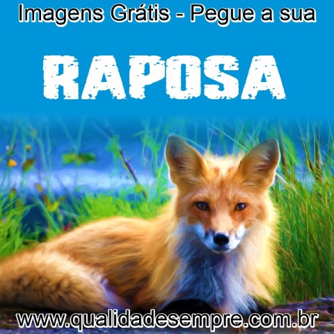 Imagens Grátis - Animais com a Letra "R" - Raposa - www.qualidadesempre.com.br