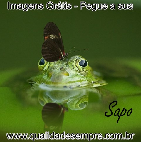 Imagens Grátis - Animais com a Letra "S" - Sapo - www.qualidadesempre.com.br