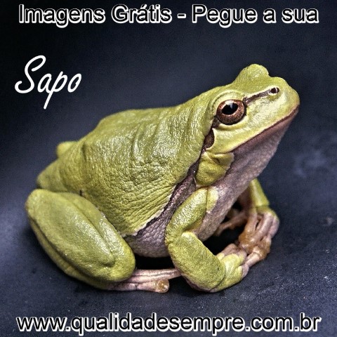 Imagens Grátis - Animais com a Letra "S" - Sapo - www.qualidadesempre.com.br