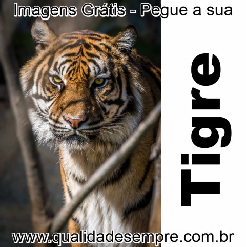 Imagens Grátis - Animais com a Letra "T" - Tigre - www.qualidadesempre.com.br