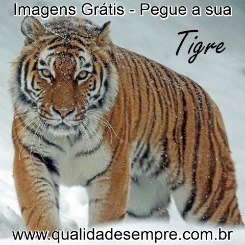 Imagens Grátis - Animais com a Letra "T" - Tigre - www.qualidadesempre.com.br