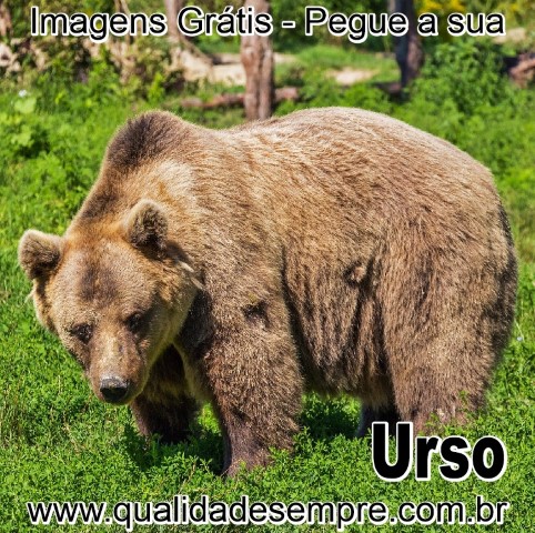 Imagens Grátis - Animais com a Letra "U" - Urso - www.qualidadesempre.com.br
