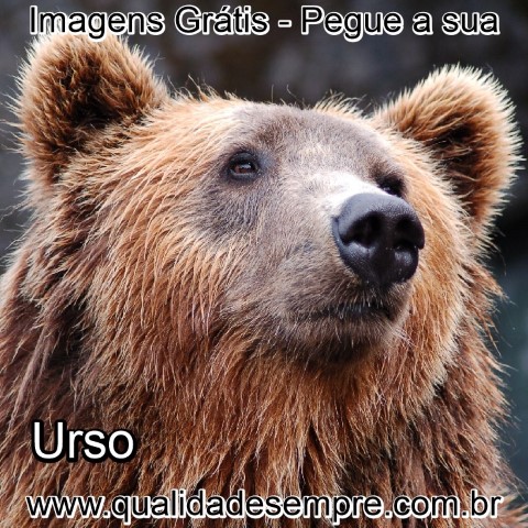 Imagens Grátis - Animais com a Letra "U" - Urso - www.qualidadesempre.com.br