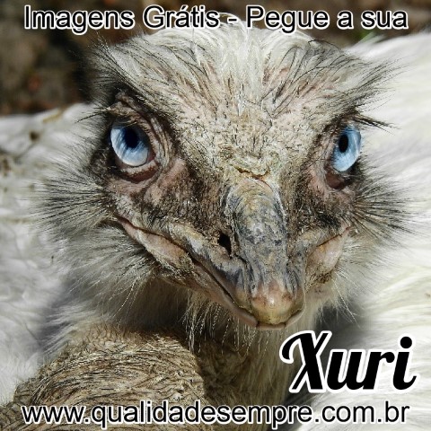 Imagens Grátis - Animais com a Letra "X" - Xuri - www.qualidadesempre.com.br