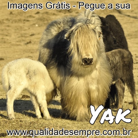 Imagens Grátis - Animais com a Letra "Y" - Yak - www.qualidadesempre.com.br