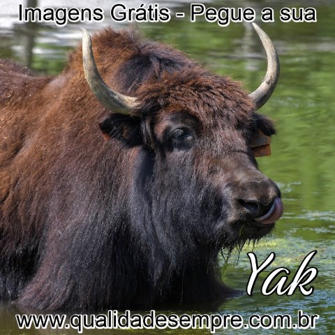 Imagens Grátis - Animais com a Letra "Y" - Yak - www.qualidadesempre.com.br