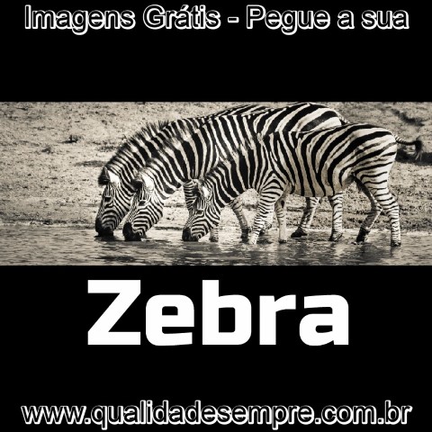 Imagens Grátis - Animais com a Letra "Z" - Zebra - www.qualidadesempre.com.br