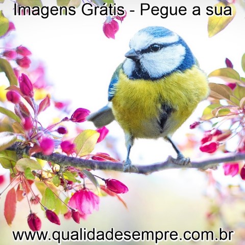 Imagens Grátis - Primavera - www.qualidadesempre.com.br